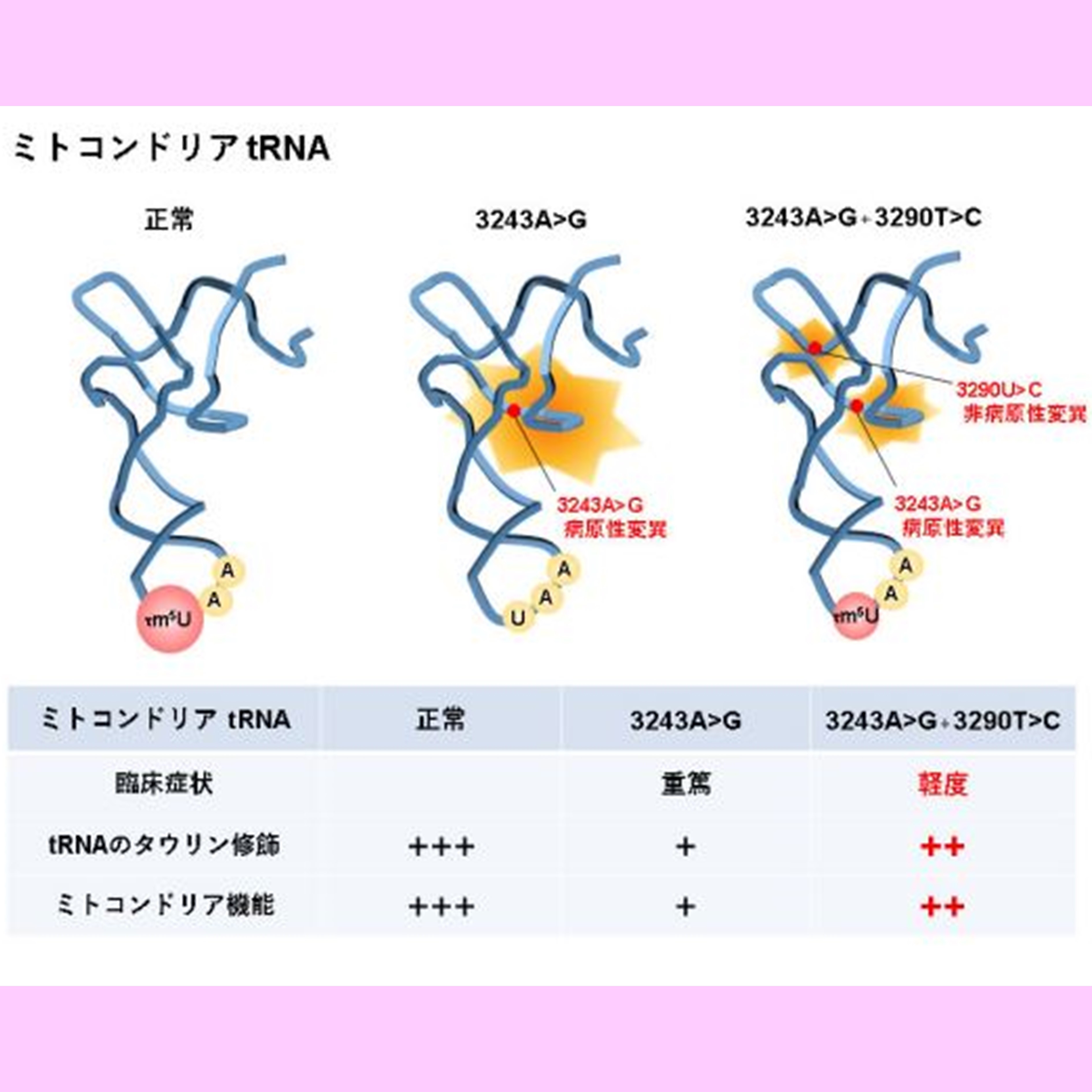 ミトコンドリアダイナミクス 機能研究から疾患・老化まで ミトコンドリアダイナミクス: 機能研究から疾患・老化まで