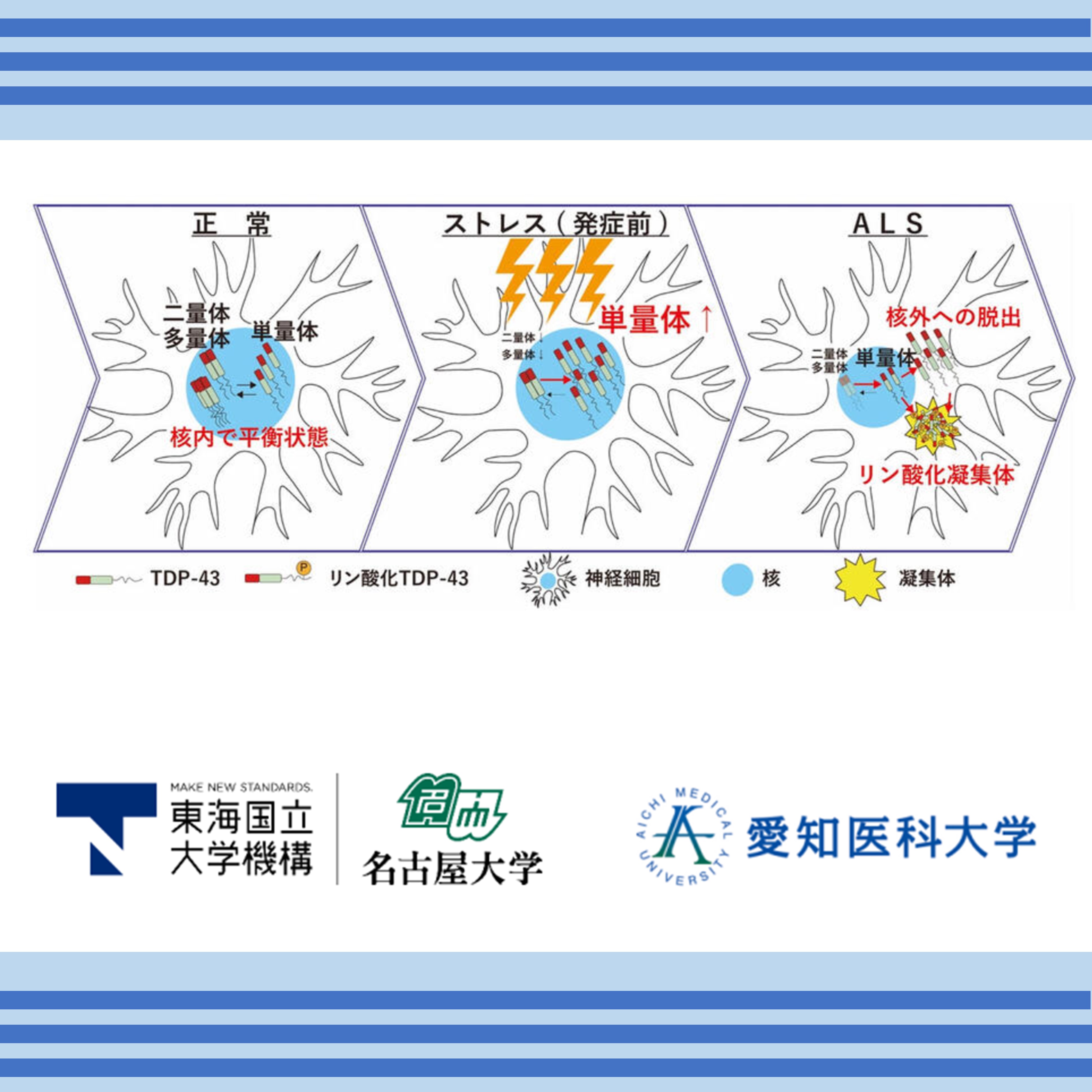 ALSの早期病態において重要なTDP-43病理のメカニズムの一端が