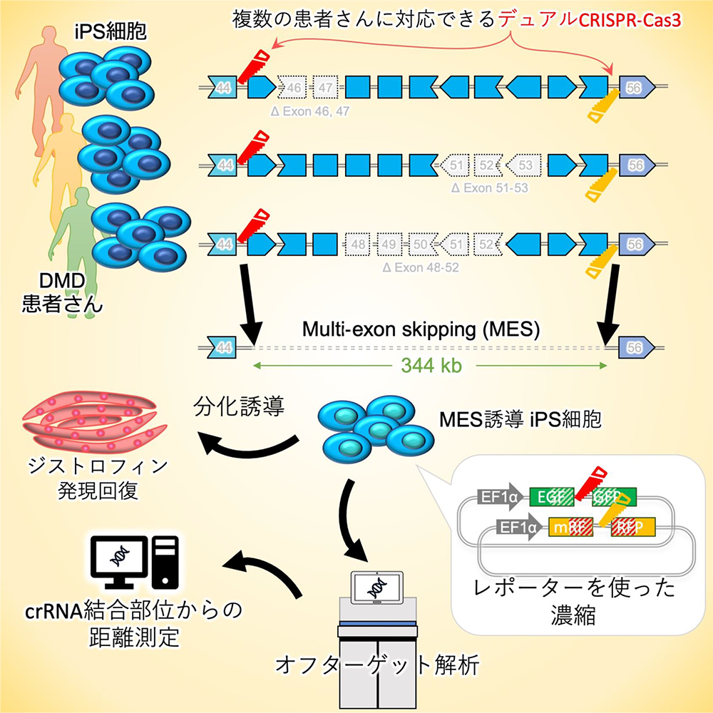 デュシェンヌ型筋ジストロフィー患者さん由来のiPS細胞でジストロフィンタンパク質の回復を可能にするCRISPRCas3システムを開発
