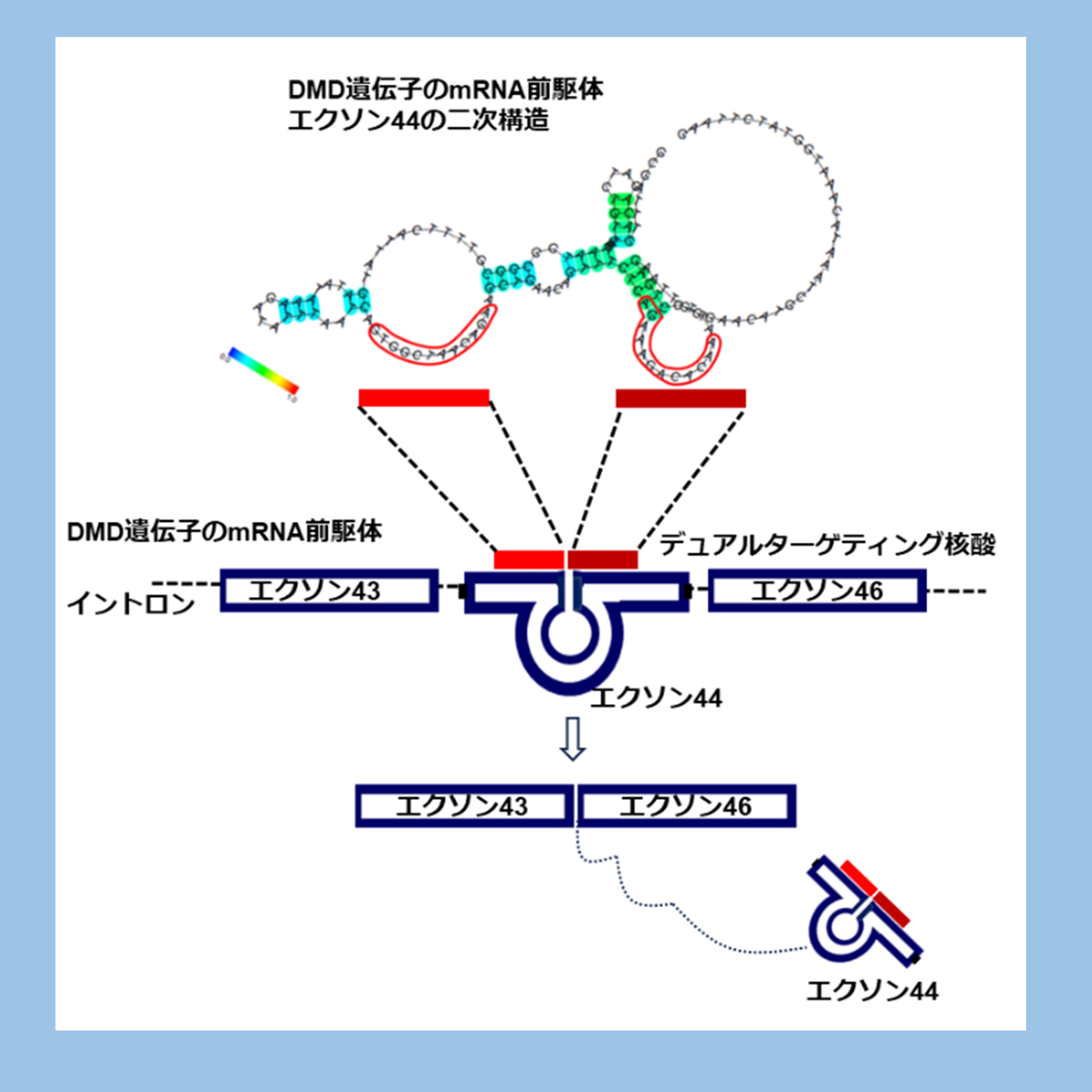 デュシェンヌ型筋ジストロフィー治療薬brogidirsenの医師主導試験の元 デュシェンヌ型筋ジストロフィー治療薬brogidirsenの医師主導試験の元