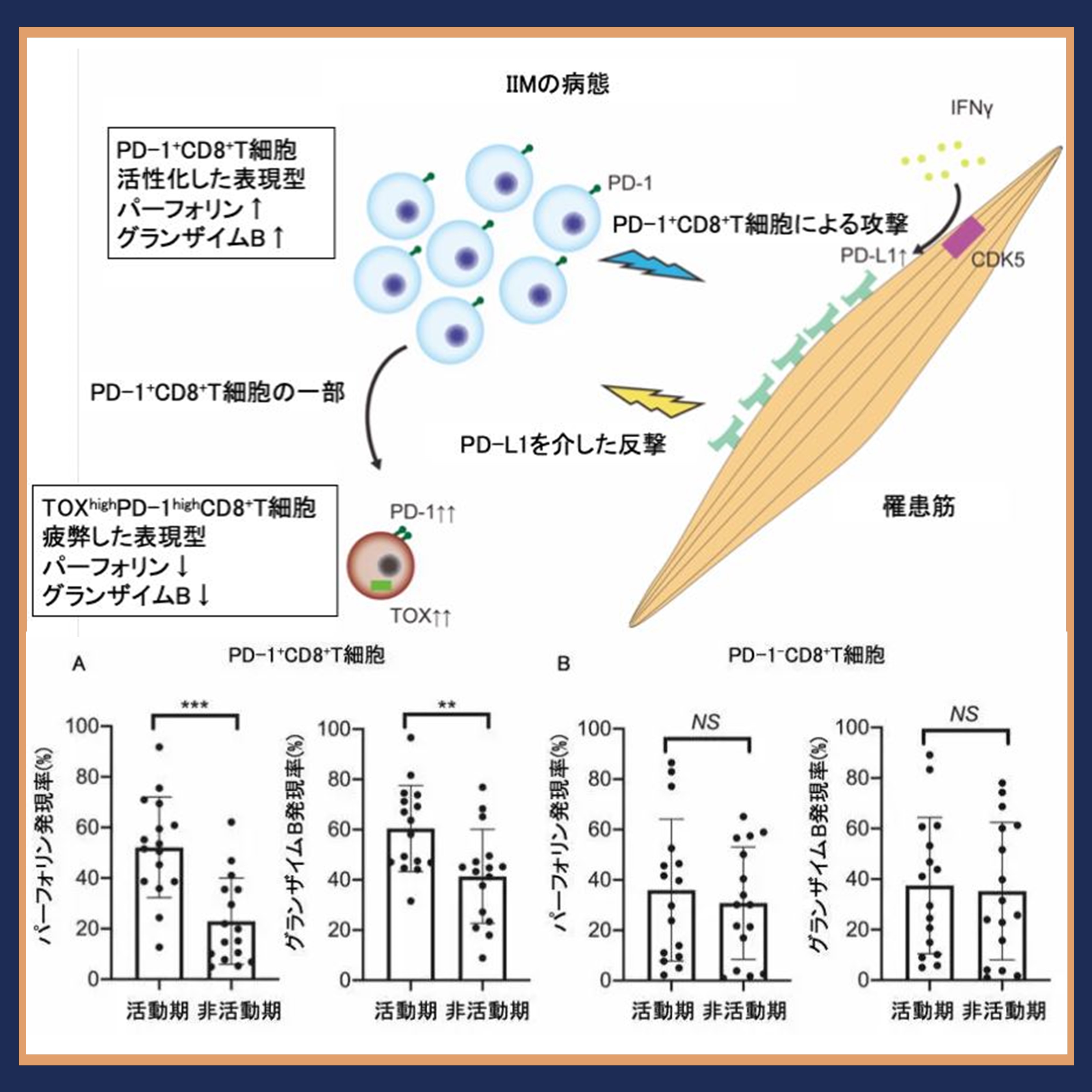 特発性炎症性筋疾患におけるPD-1+CD8+T細胞と筋線維のPD-L1を介 特発性炎症性筋疾患におけるPD-1+CD8+T細胞と筋線維のPD-L1を介