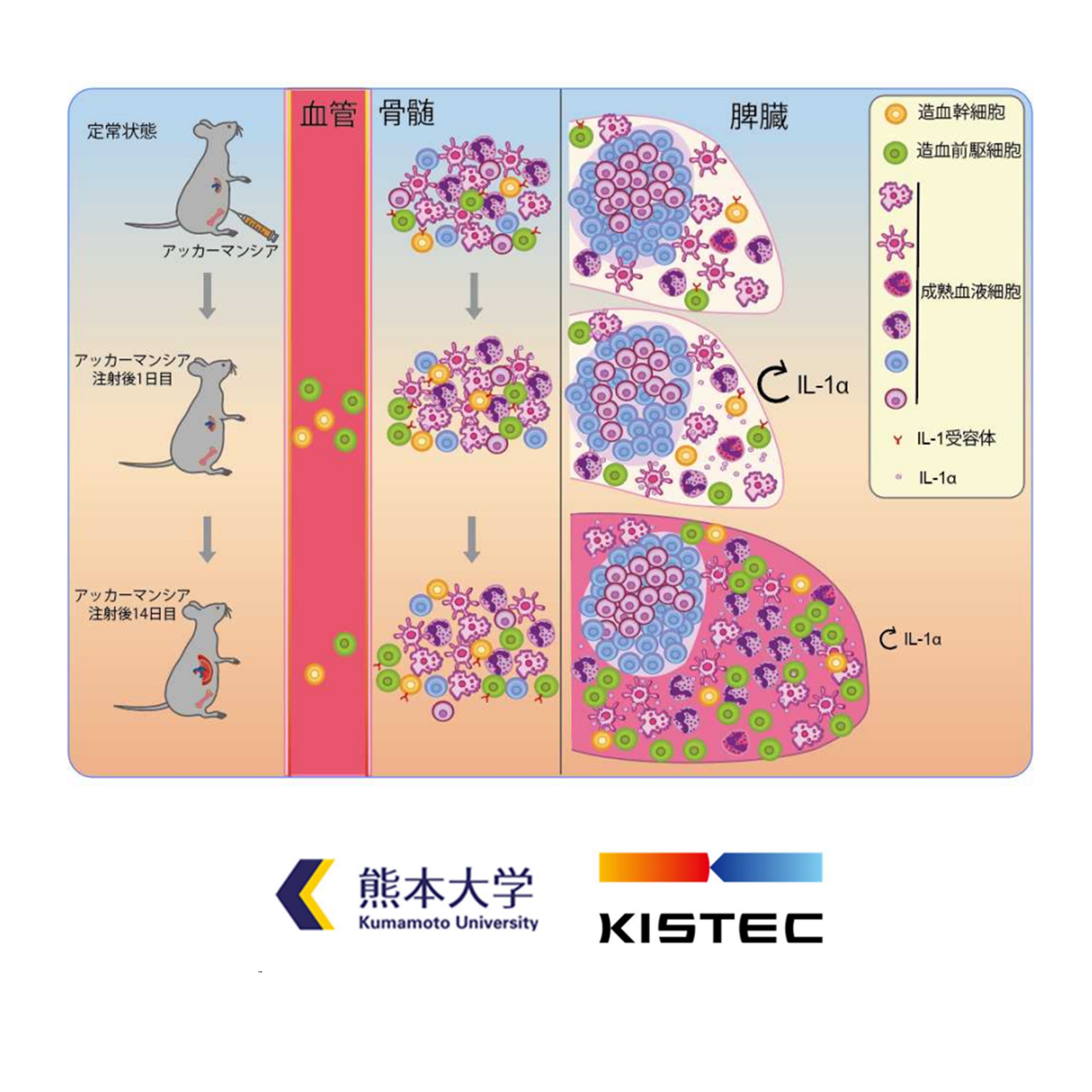 腸内細菌の体内流入による免疫反応を介した髄外造血が起こる仕組みを