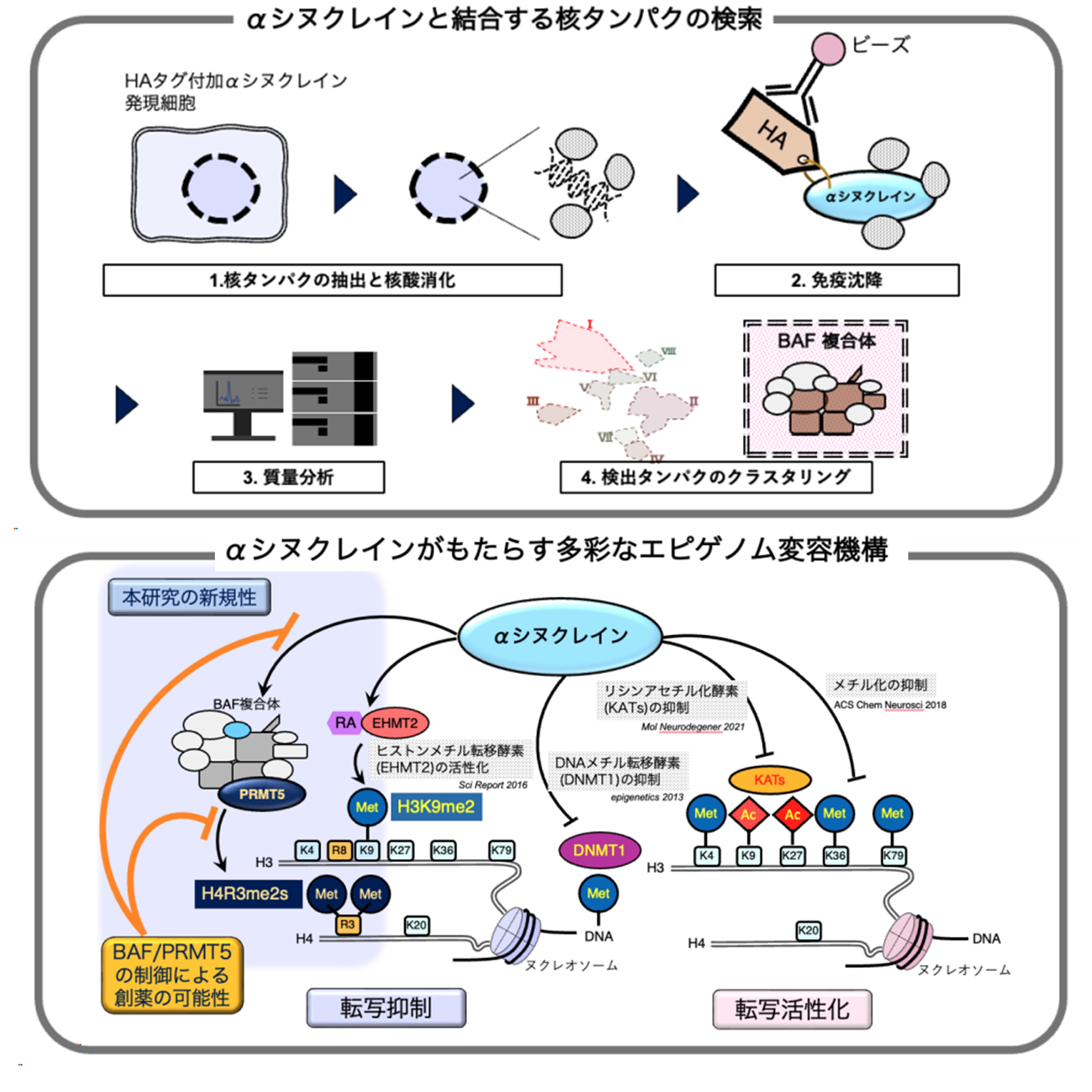 パーキンソン病のエピゲノム病態の解明により、新たな治療薬開発に