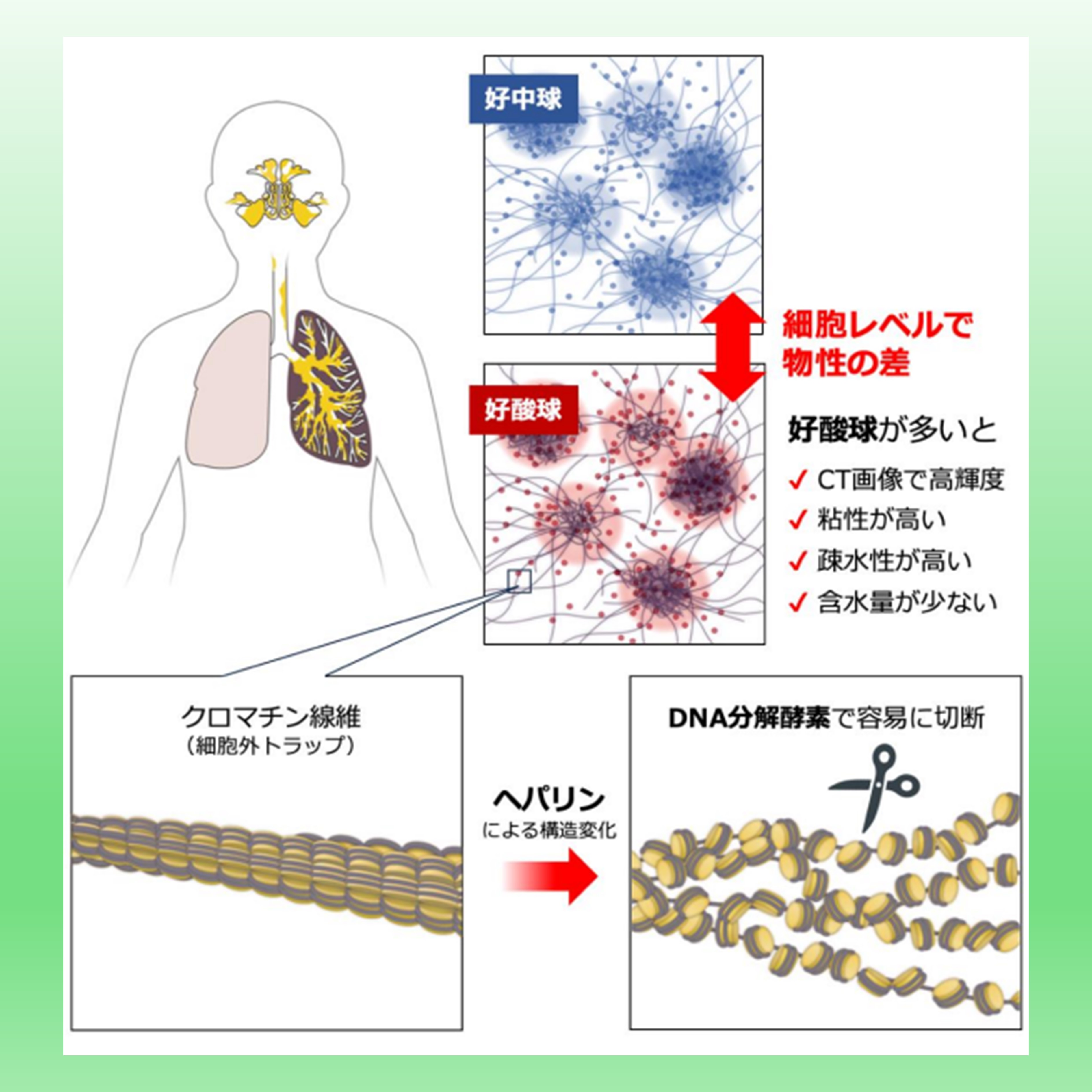 アレルギー 難治性アレルギー疾患で固い粘液が作られるメカニズムを解明、新規治療