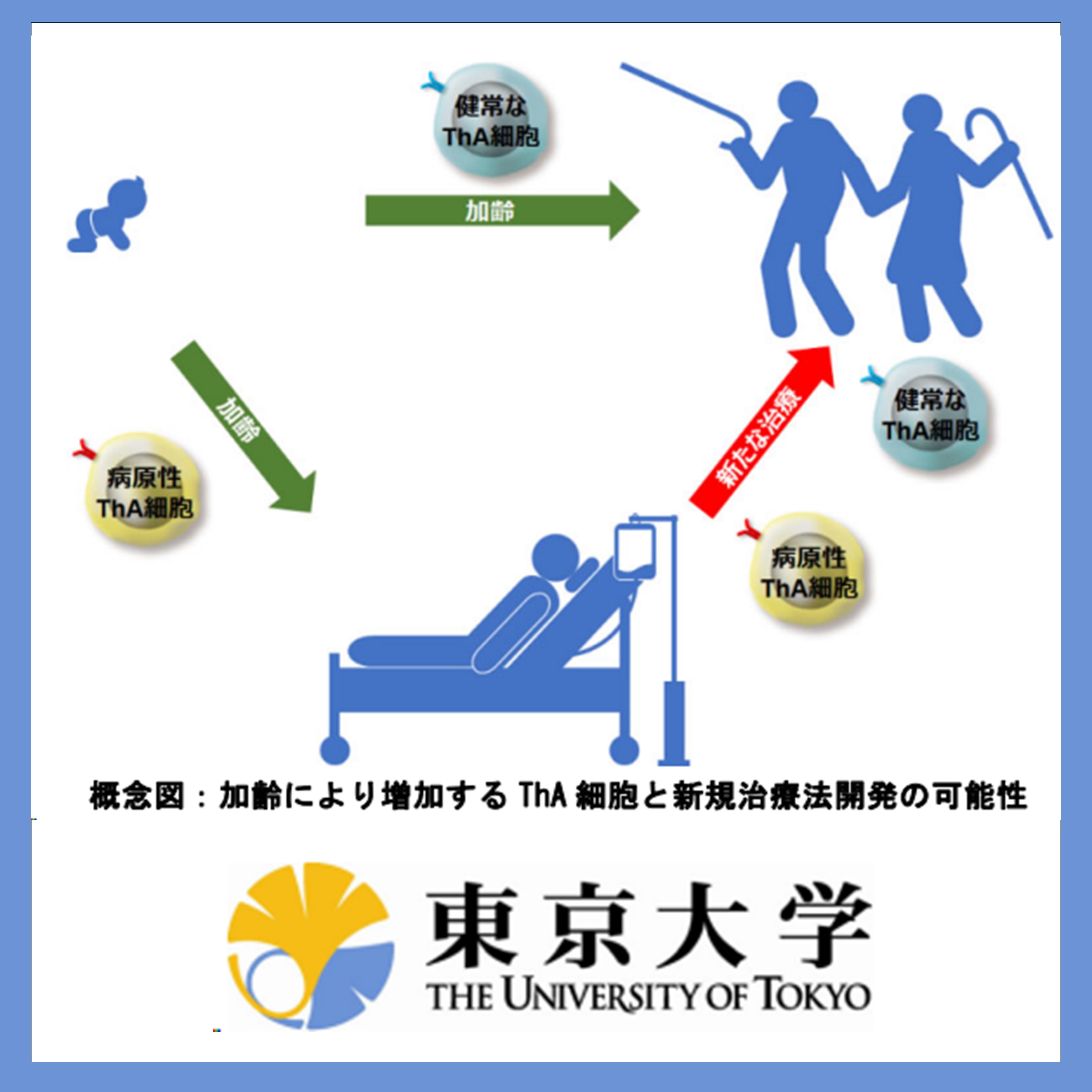 加齢T細胞TOP.jpg