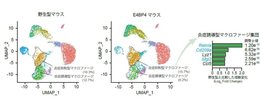 遺伝子E4BP4が大腸炎の病態改善に貢献、炎症性腸疾患（IBD）の新たな治療法開発に期待 | RareS.(レアズ)
