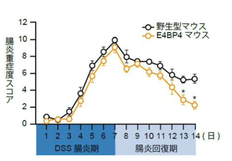 遺伝子E4BP4が大腸炎の病態改善に貢献、炎症性腸疾患（IBD）の新たな治療法開発に期待 | RareS.(レアズ)