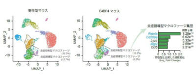 遺伝子E4BP4が大腸炎の病態改善に貢献、炎症性腸疾患（IBD）の新たな治療法開発に期待 | RareS.(レアズ)
