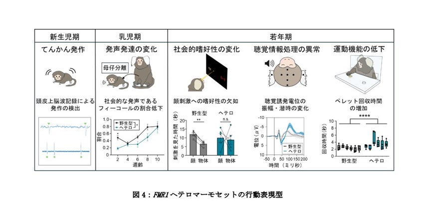 各疾患モデル動物の作製と病態・薬効評価 薬効評価の課題に対するソリューション - Axcelead Drug